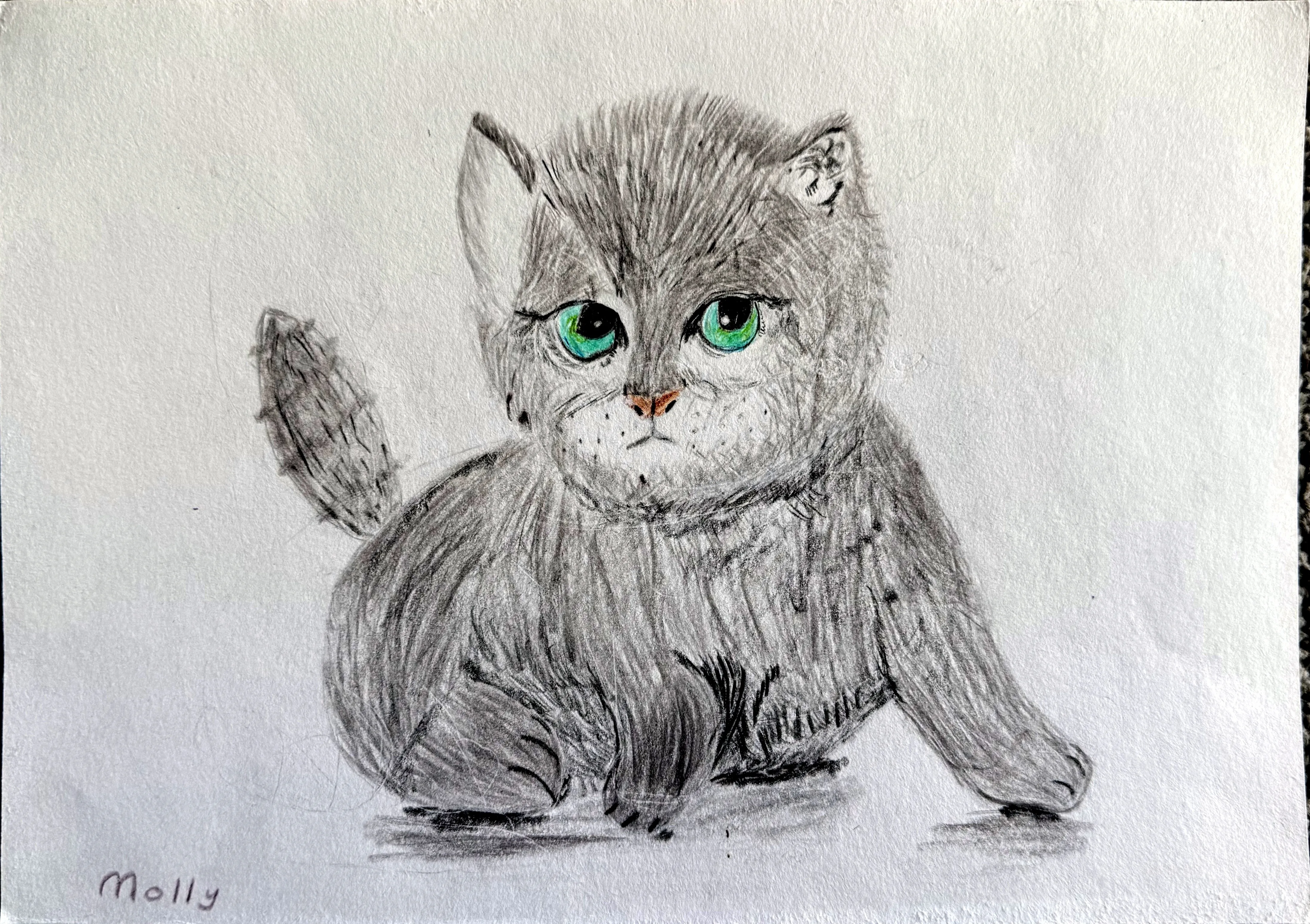 A pencil and colour pencil sketch of a fluffy grey kitten with striking green eyes, signed 'Molly' in the lower left corner.