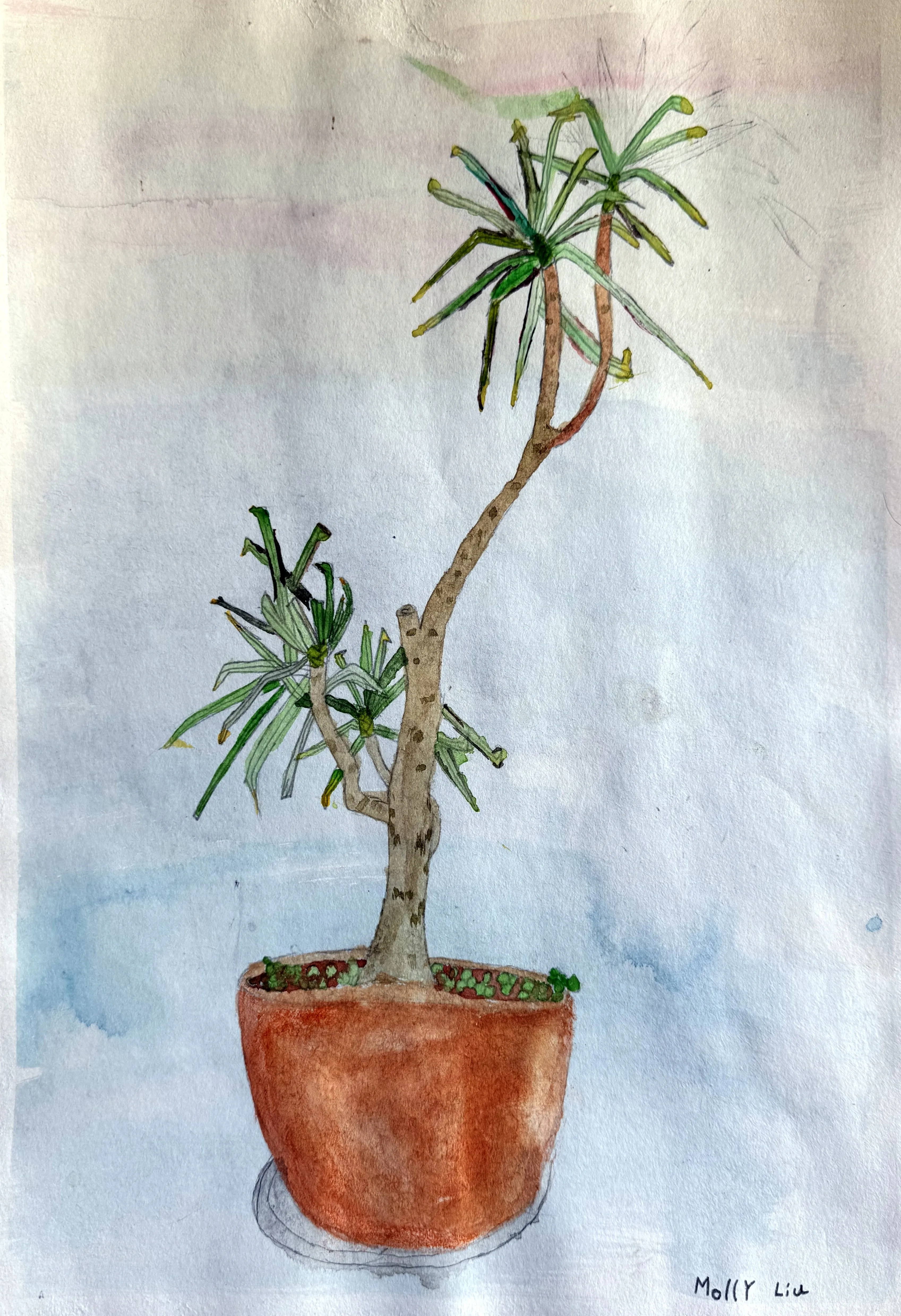 A watercolour painting of a tall, slender dracaena or yucca-like plant with multiple leafy rosettes growing from a curved trunk, potted in a terracotta pot.