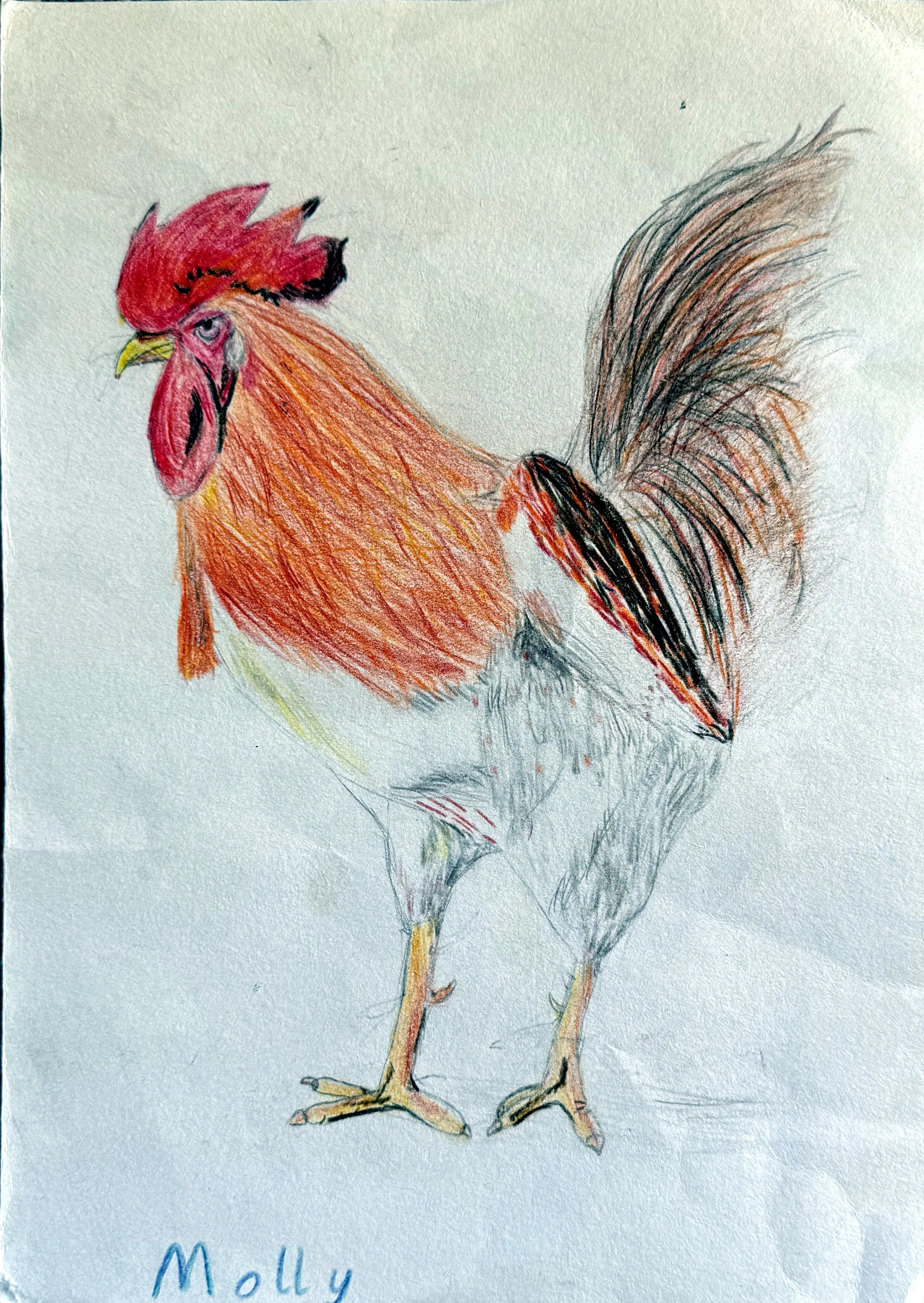 A coloured-pencil sketch of a rooster with orange and red plumage, a bright red comb and wattle, black and brown tail feathers, and yellow legs, signed 'Molly' at the bottom left.
