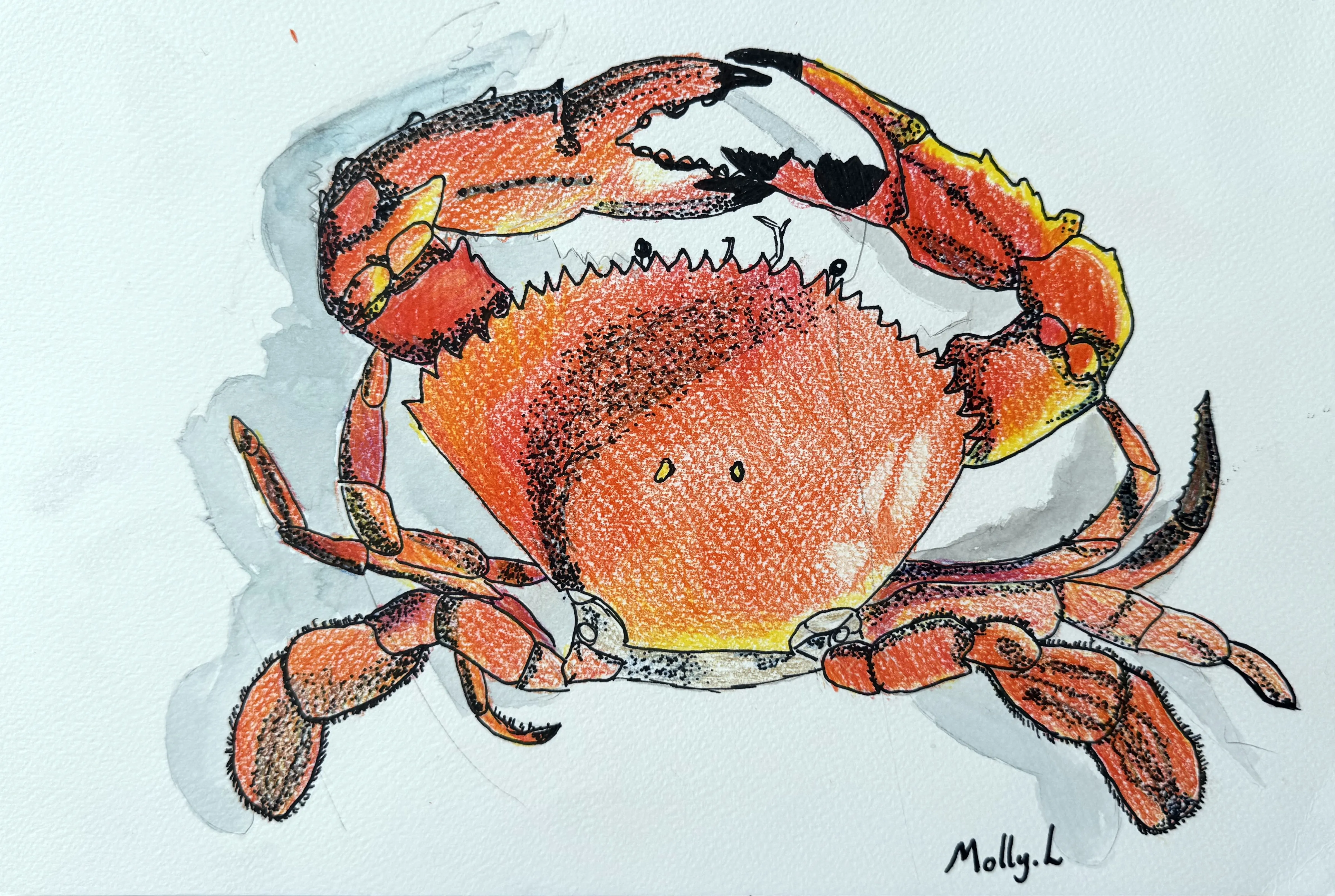 A detailed mixed-media drawing of a red-orange crab rendered in coloured pencil and ink with a grey watercolour shadow, signed by the artist.
